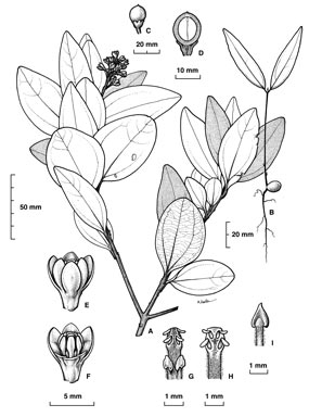 APII jpeg image of Cinnamomum propinquum  © contact APII