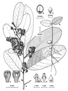 APII jpeg image of Cryptocarya brassii  © contact APII