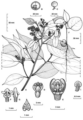 APII jpeg image of Cryptocarya cocosoides  © contact APII