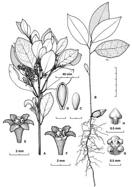 APII jpeg image of Endiandra limnophila  © contact APII