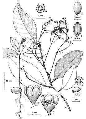 APII jpeg image of Endiandra longipedicellata  © contact APII