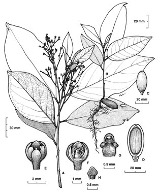 APII jpeg image of Endiandra monothyra subsp. monothyra  © contact APII