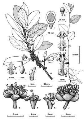 APII jpeg image of Litsea bennettii  © contact APII