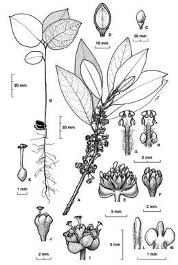 APII jpeg image of Litsea leefeana  © contact APII