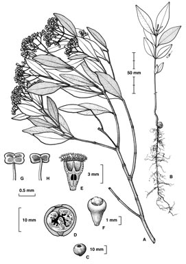 APII jpeg image of Syzygium hemilamprum subsp. orophilum  © contact APII