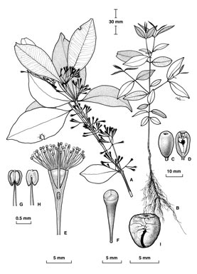 APII jpeg image of Syzygium claviflorum  © contact APII