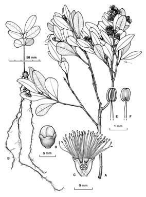 APII jpeg image of Syzygium argyropedicum  © contact APII