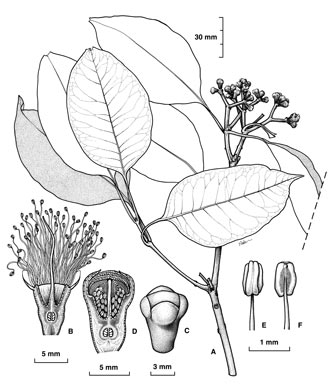 APII jpeg image of Syzygium bamagense  © contact APII