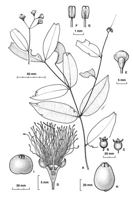 APII jpeg image of Syzygium boonjee  © contact APII