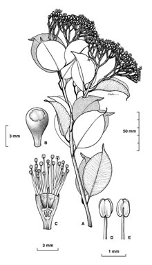 APII jpeg image of Syzygium buettnerianum  © contact APII
