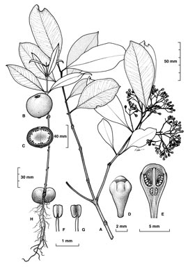 APII jpeg image of Syzygium bungadinnia  © contact APII