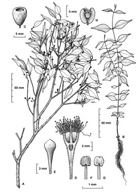 APII jpeg image of Syzygium canicortex  © contact APII