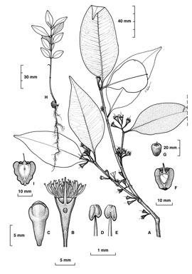 APII jpeg image of Syzygium corynanthum  © contact APII