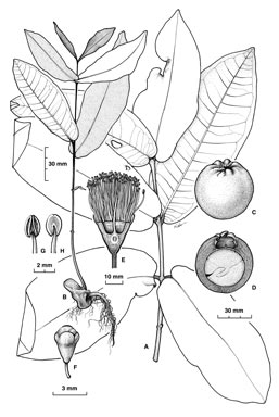 APII jpeg image of Syzygium monospermum  © contact APII