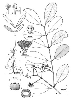 APII jpeg image of Syzygium forte subsp. potamophilum  © contact APII