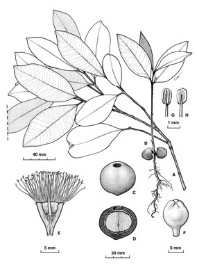 APII jpeg image of Syzygium kuranda  © contact APII