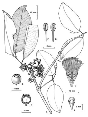 APII jpeg image of Syzygium malaccense  © contact APII