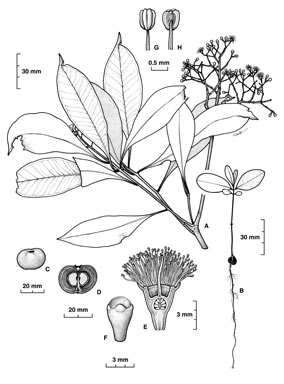APII jpeg image of Syzygium pseudofastigiatum  © contact APII