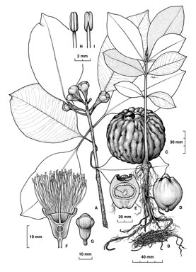 APII jpeg image of Syzygium suborbiculare  © contact APII