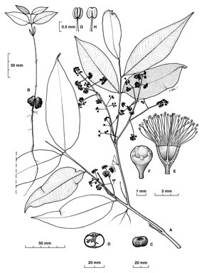 APII jpeg image of Syzygium mulgraveanum  © contact APII