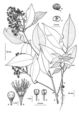 APII jpeg image of Syzygium unipunctatum  © contact APII