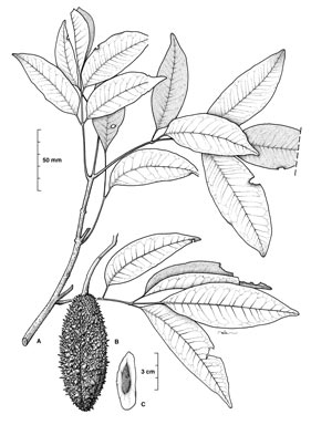 APII jpeg image of Flindersia pimenteliana  © contact APII