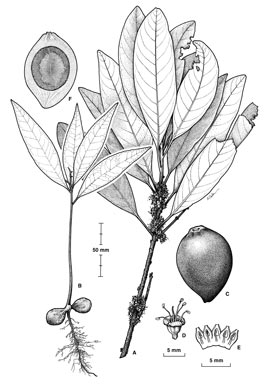 APII jpeg image of Niemeyera sp. Mt Lewis (A.K.Irvine 1402)  © contact APII