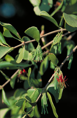 APII jpeg image of Amyema conspicua subsp. conspicua  © contact APII