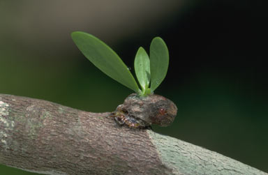 APII jpeg image of Dendrophthoe curvata  © contact APII