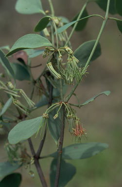 APII jpeg image of Amyema villiflora subsp. tomentilla  © contact APII