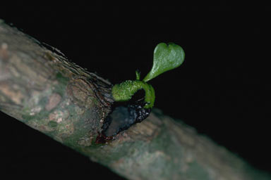 APII jpeg image of Dactyliophora novae-guineae  © contact APII