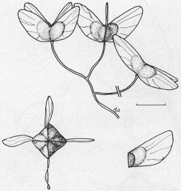 APII jpeg image of Dodonaea platyptera  © contact APII