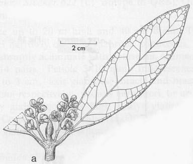 APII jpeg image of Symplocos cochinchinensis var. glaberrima  © contact APII