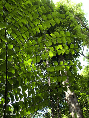 APII jpeg image of Caryota albertii  © contact APII