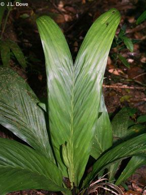 APII jpeg image of Linospadix apetiolatus  © contact APII