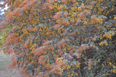 APII jpeg image of Acacia baileyana  © contact APII