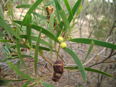 APII jpeg image of Acacia cyclops  © contact APII