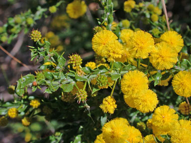 APII jpeg image of Acacia paradoxa  © contact APII