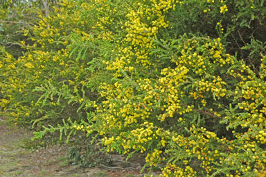 APII jpeg image of Acacia paradoxa  © contact APII