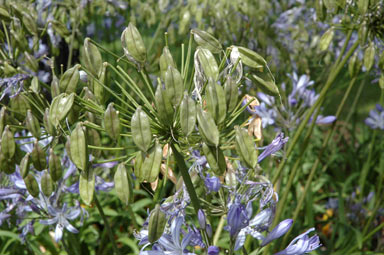 APII jpeg image of Agapanthus praecox subsp. orientalis  © contact APII