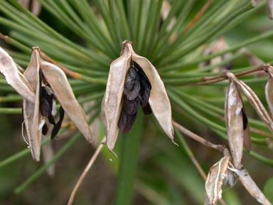APII jpeg image of Agapanthus praecox subsp. orientalis  © contact APII