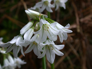 APII jpeg image of Allium triquetrum  © contact APII