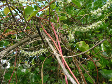 APII jpeg image of Anredera cordifolia  © contact APII