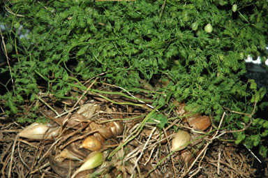 APII jpeg image of Asparagus declinatus  © contact APII