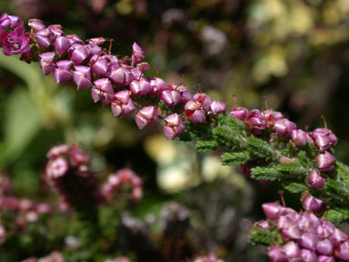 APII jpeg image of Calluna vulgaris  © contact APII