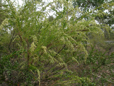 APII jpeg image of Cassinia arcuata  © contact APII