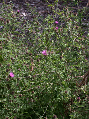 APII jpeg image of Centaurea nigra  © contact APII