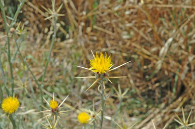 APII jpeg image of Centaurea solstitialis  © contact APII