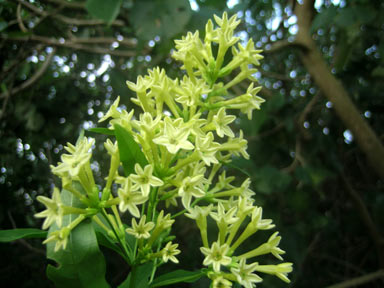 APII jpeg image of Cestrum parqui  © contact APII