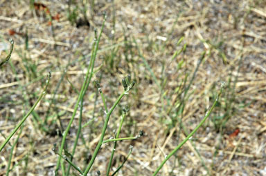 APII jpeg image of Chondrilla juncea  © contact APII